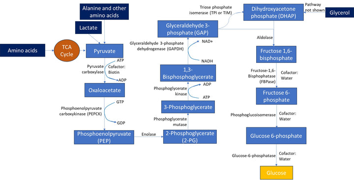 Gluconeogenesis Metabolic Pathway