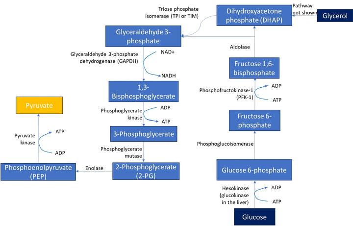 Glycolysis Metabolic Pathway